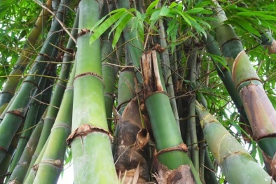 Áp dụng Tiêu chuẩn TCVN 14116:2024 để xác định tính chất vật lý và cơ học của thân tre